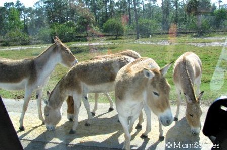 Lion Country Safari Kulan in the Gir Forest Lion Country Safari Kulan in the Gir Forest