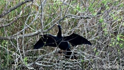 Loxahatchee National Wildlife Refuge Birdlife: Anhinga
