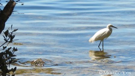 Snowy Egret in the shallows at the Sanctuary