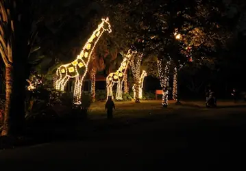 Zoo Miami Christmas